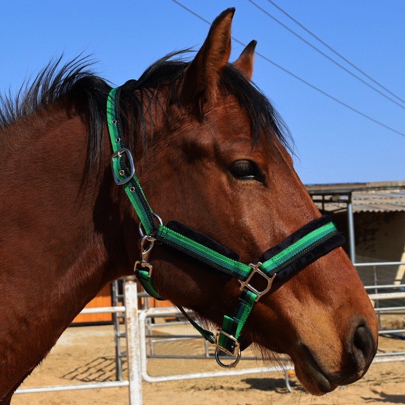 طقم لجام خيول من النسيج المقاو - مراجعة Headcollar Rope Set وسعره